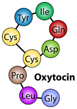 oxytocin-love-molecule